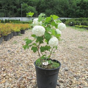 Калина звичайна - Viburnum opulus Roseum