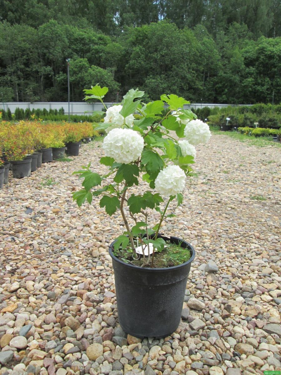 Viburnum opulus Roseum Калина звичайна - Viburnum opulus Roseum