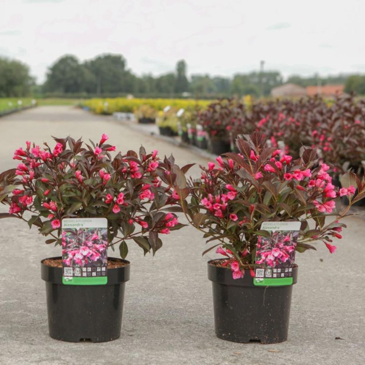 Weigela florida Alexandra Вейгела цвітуча - Weigela florida Alexandra