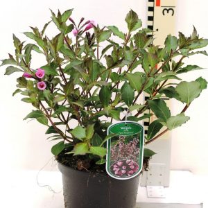 Вейгела цвітуча - Weigela florida Folis Purpureis