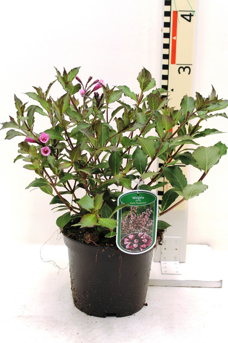 Weigela florida Folis Purpureis Вейгела цвітуча - Weigela florida Folis Purpureis