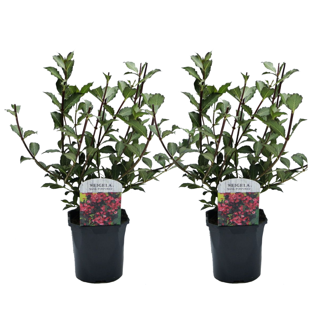 Weigela florida Nana Purpure Вейгела цвітуча - Weigela florida Nana Purpurea
