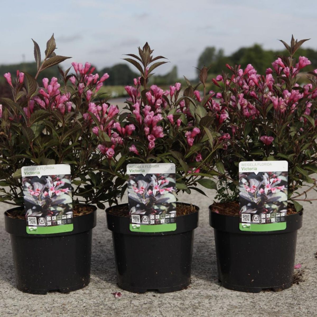 Weigela florida Victoria Вейгела цвітуча - Weigela florida Victoria