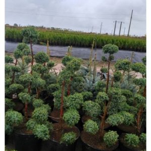 Ялівець китайський-Juniperus chinensis Blue Alps ( форм )(H 100-120см,горшок 30л)