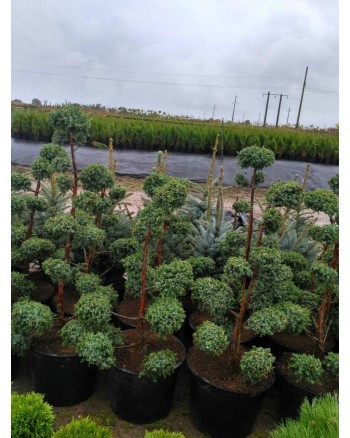 Ялівець китайський-Juniperus chinensis Blue Alps ( форм )(H 100-120см,горшок 30л) Ялівець китайський-Juniperus chinensis Blue Alps ( форм )(H 100-120см,горшок 30л)