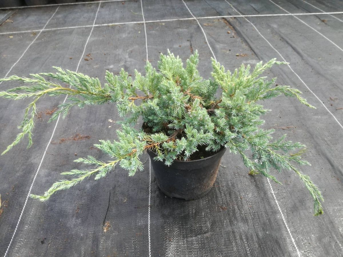 Ялівець лускатий - Juniperus squamata Blue Spider C10 Ялівець лускатий - Juniperus squamata Blue Spider C10