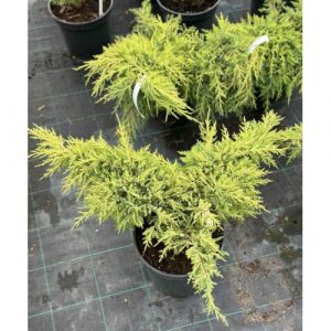 Ялівець середній – Juniperus pfitzeriana Old Gold С7.5