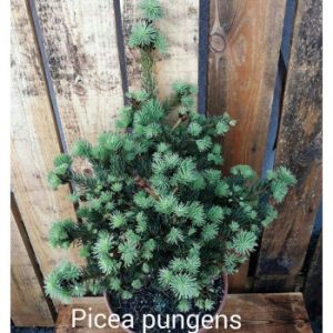 Ялина колюча – Picea pungens Lucky Strike (горщик 5л)