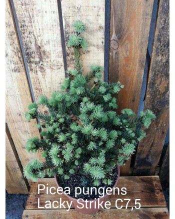 Ялина колюча – Picea pungens Lucky Strike (горщик 5л) Ялина колюча – Picea pungens Lucky Strike (горщик 5л)