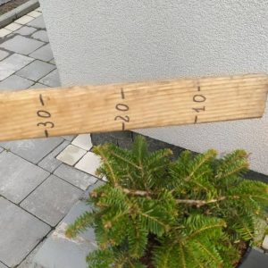 Ялиця Нордмана – Abies nordmanniana Barabits Compact