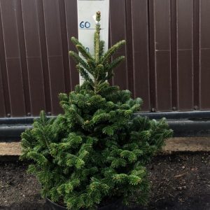 Ялиця фрасера – Abies fraseri