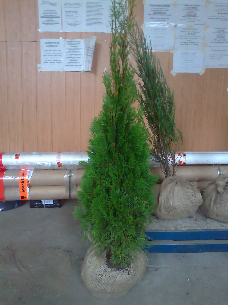 a-zahidna-thuja-occidentalis-smaragd-651.jpg