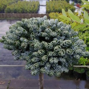 abies koh icebreaker