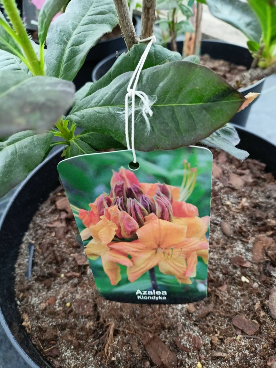 azalea vel 7.5 .1
