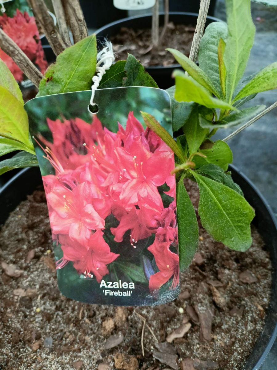 azalea vel 7.5 .2