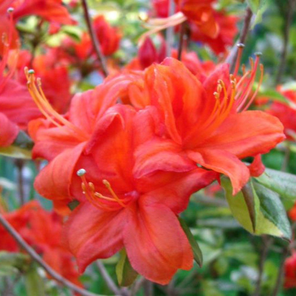 azalea vel.1