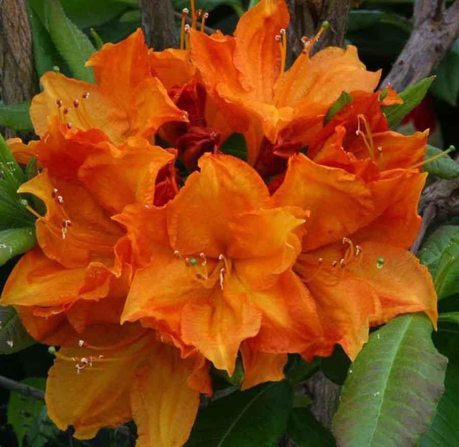 azalea vel.2