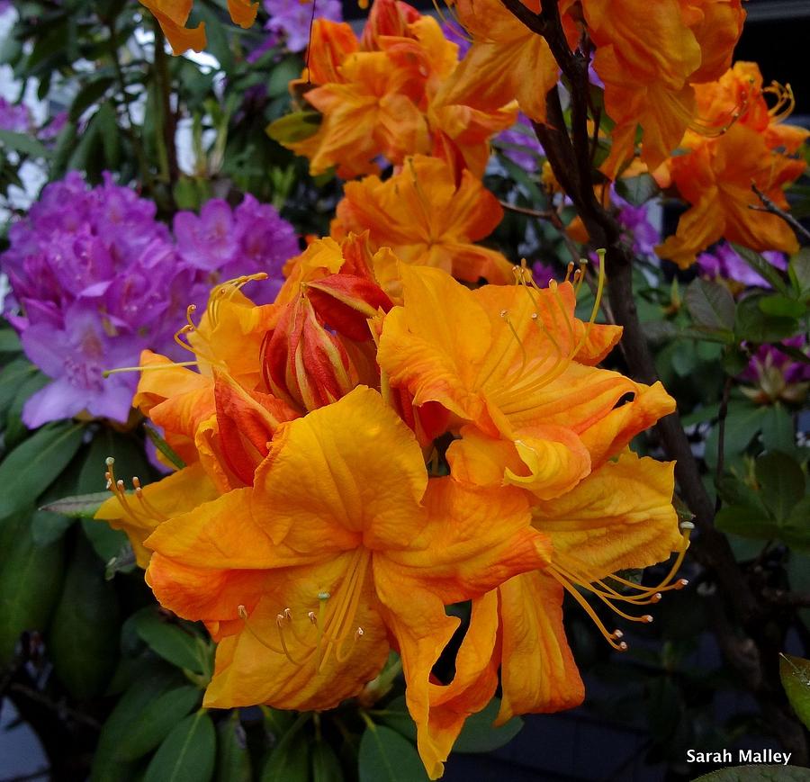 azalea vel.3