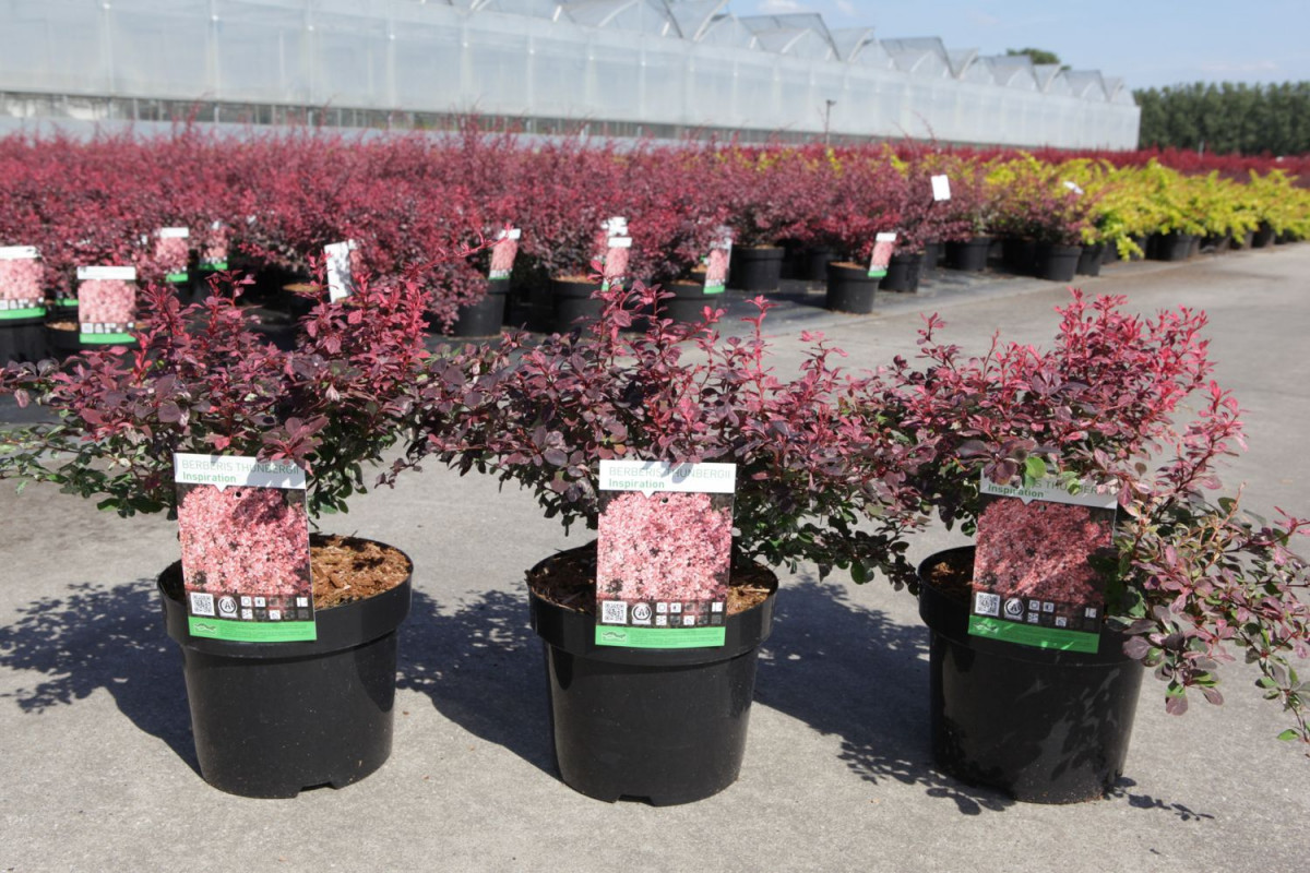 berberis20inspiration.jpg