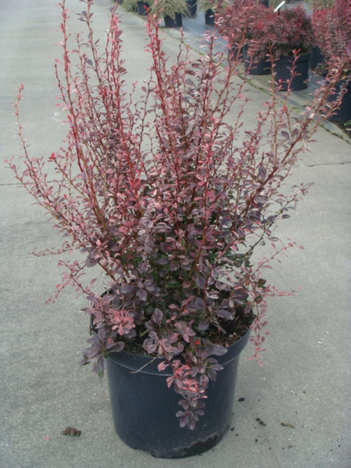 berberis_rosyrocket2.jpg