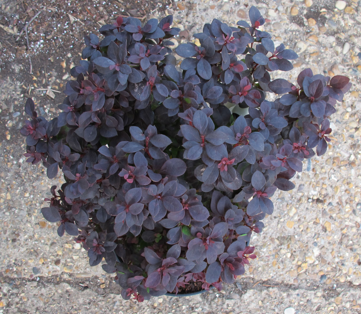 berberis_thunbergii_concorde.jpg