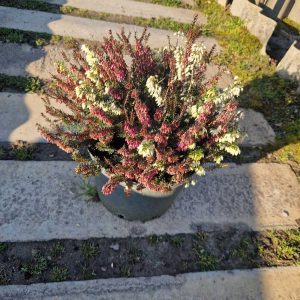 Erica Red and White