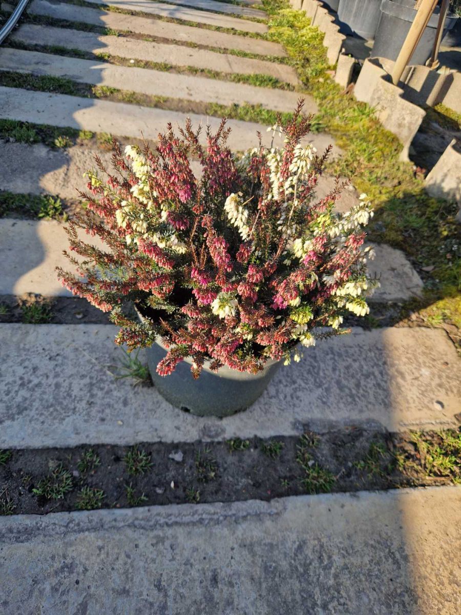 Erica Red and White Erica Red and White