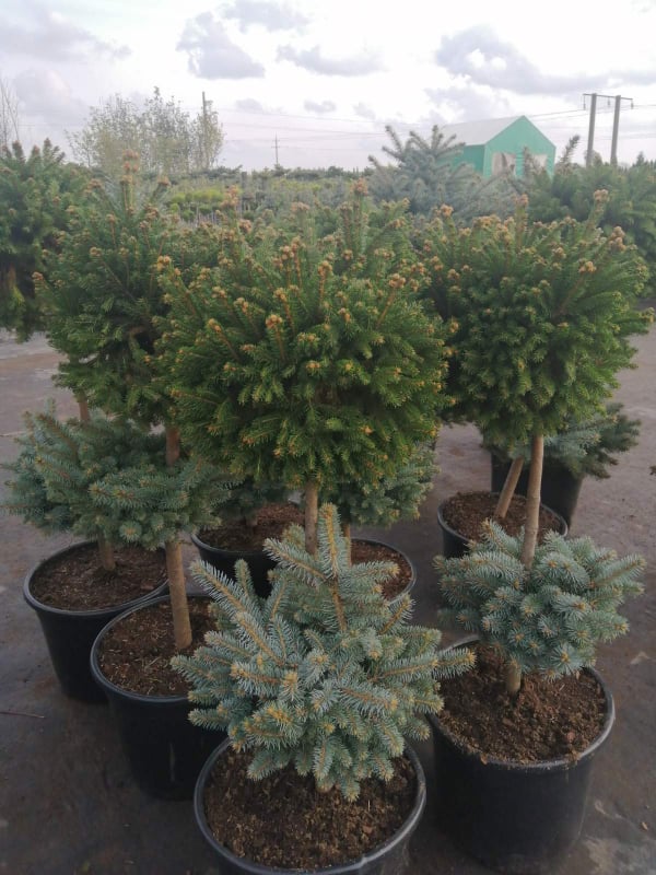 glauca20globosa20end20barri.jpg