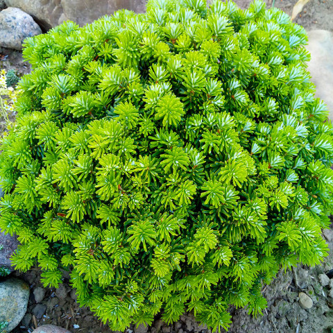 jalicjakorejskacisPa