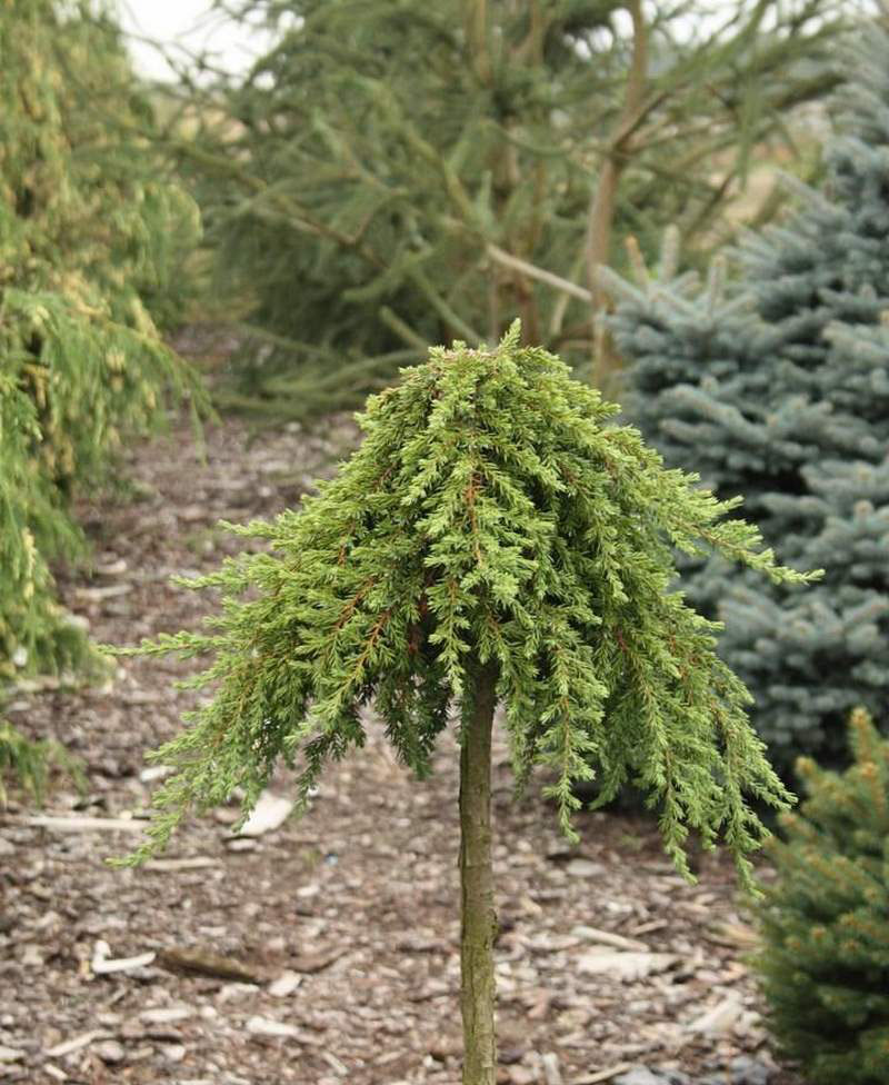 jun-com-greenmantle-pa-6-14091822.jpg