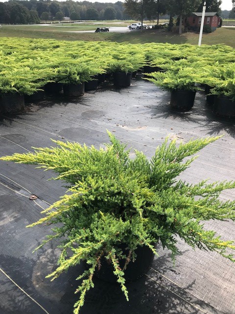 juniperus-chinensis-daub-s-frosted-.jpg