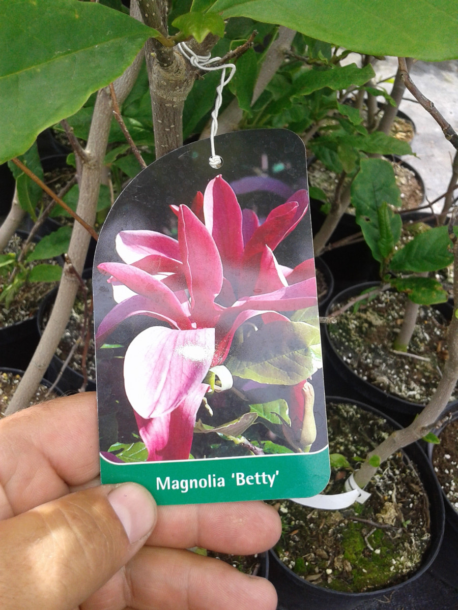 magnoliya-magnolia-betty-vysota-100-120sm-gorshok-s7-5l-2607.jpg