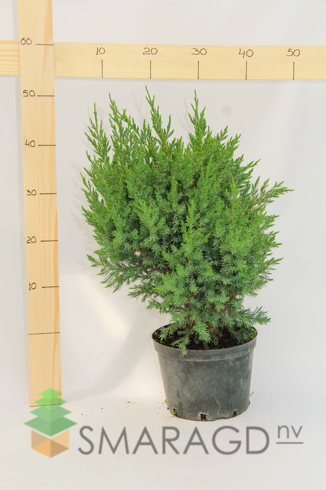 mozhzhevelnik-kitayskiy-juniperus-chinensis-stricta-vyso-1884.jpg