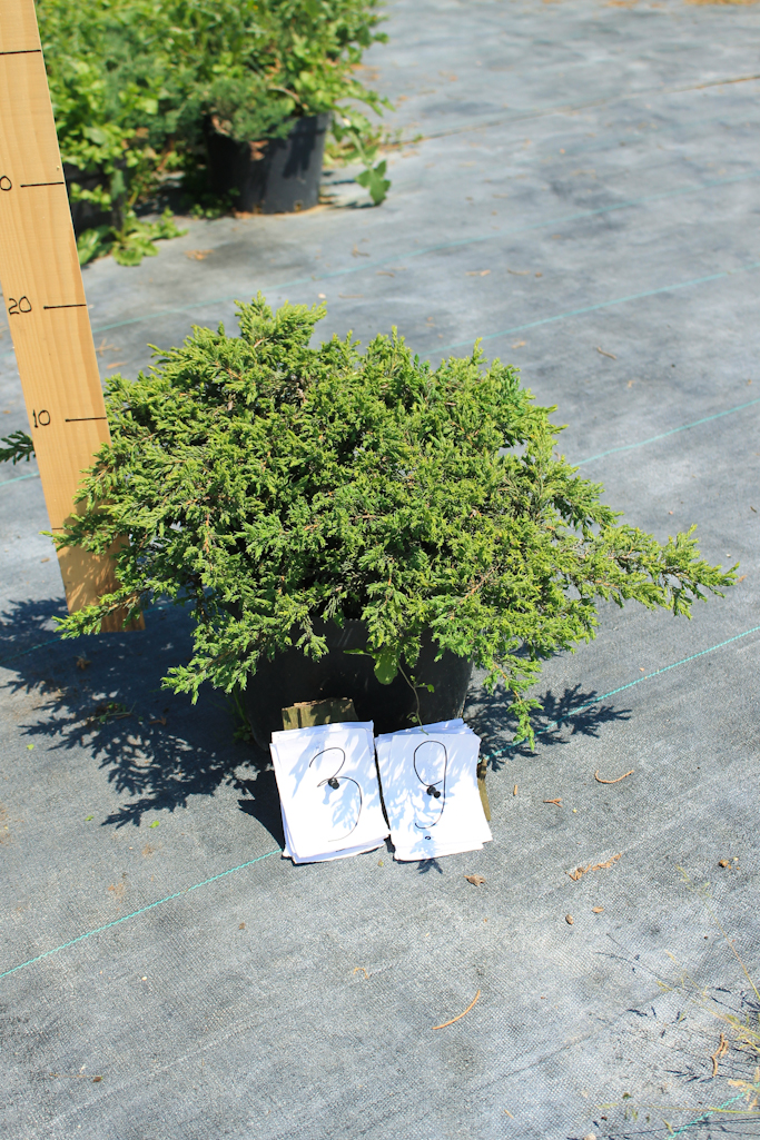 mozhzhevelnik-obyknovennyy-juniperus-communis-green-carpet-1643.jpg
