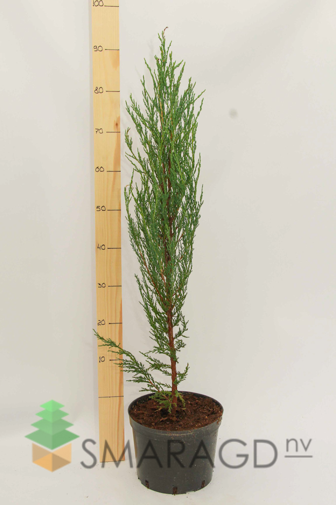 mozhzhevelnik-skalnyy-juniperus-scopulorum-blue-arow-vyso-2994.jpg