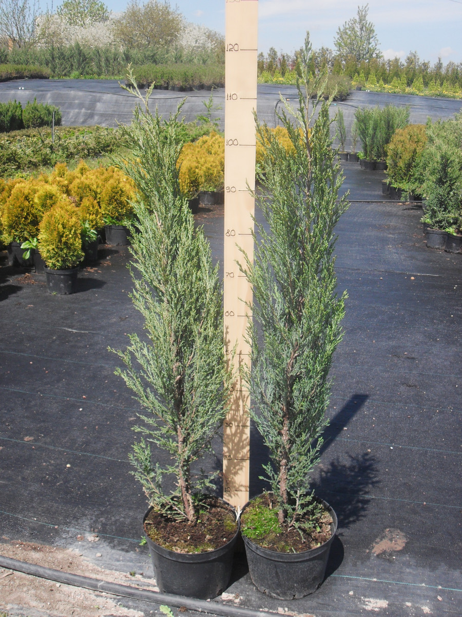 mozhzhevelnik-skalnyy-juniperus-scopulorum-blue-arow-vyso-2996.jpg