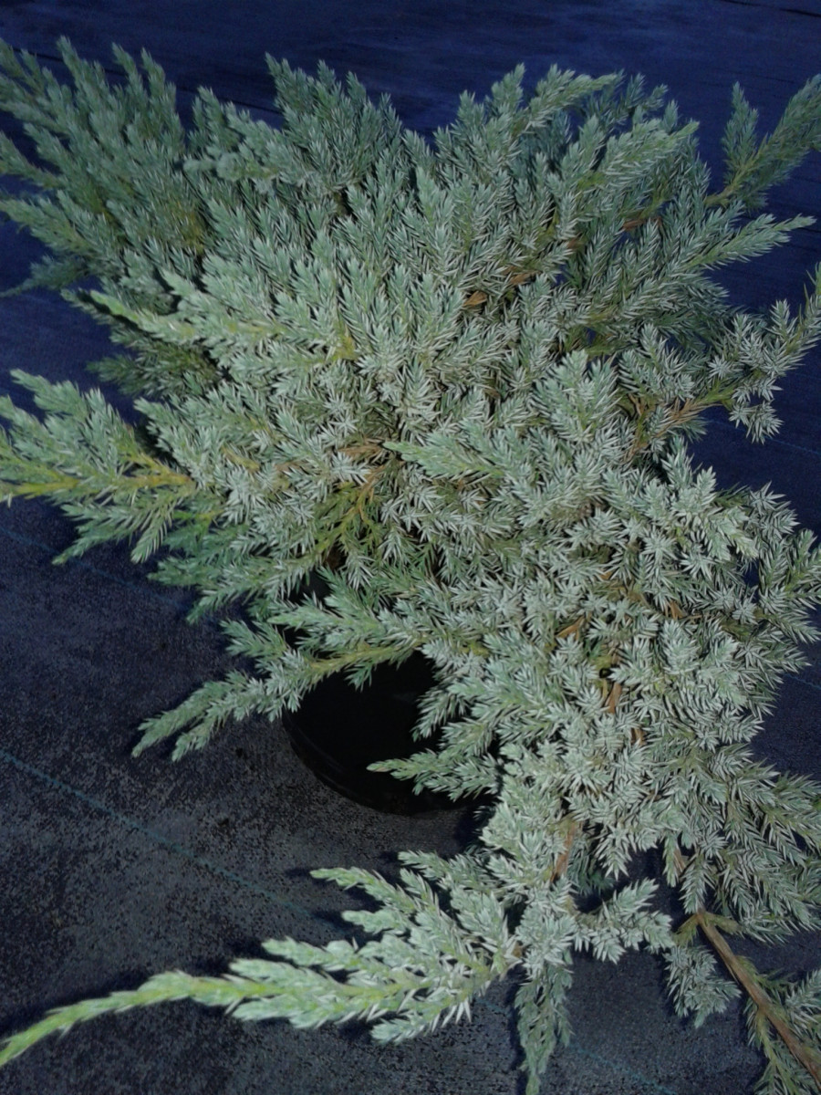 mozhzhevelnik-skalnyy-juniperus-squamata-blue-carpet-diam-3000.jpg
