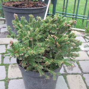picea abies barryi C5