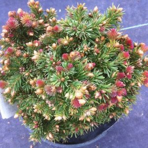 Ялина Драконова – Picea asperata Spring Red
