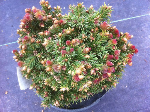picea asperata spring red Ялина Драконова – Picea asperata Spring Red