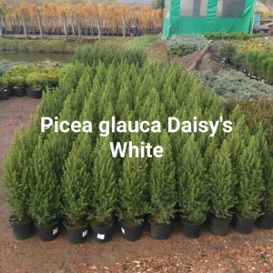 picea glauca Daisys White