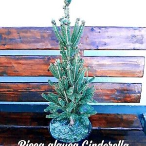 picea glauca cinderella