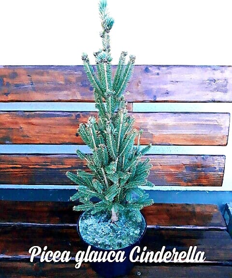 picea glauca cinderella picea glauca cinderella