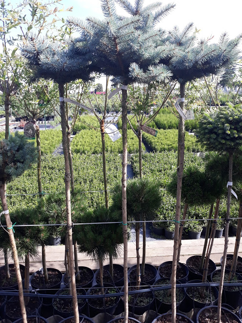 picea20pun20gl20gl.jpg