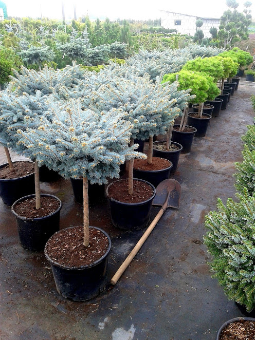 picea20pung20Gl20Globosa.jpg