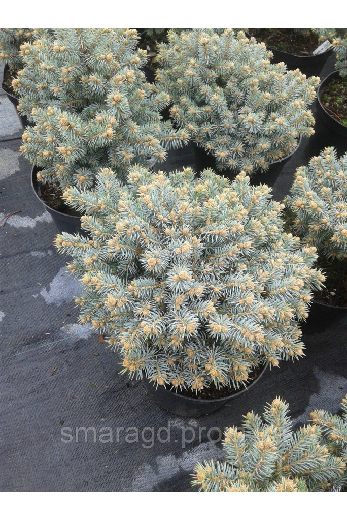 picea20pung20gl20compacta-684x1025-1.jpg