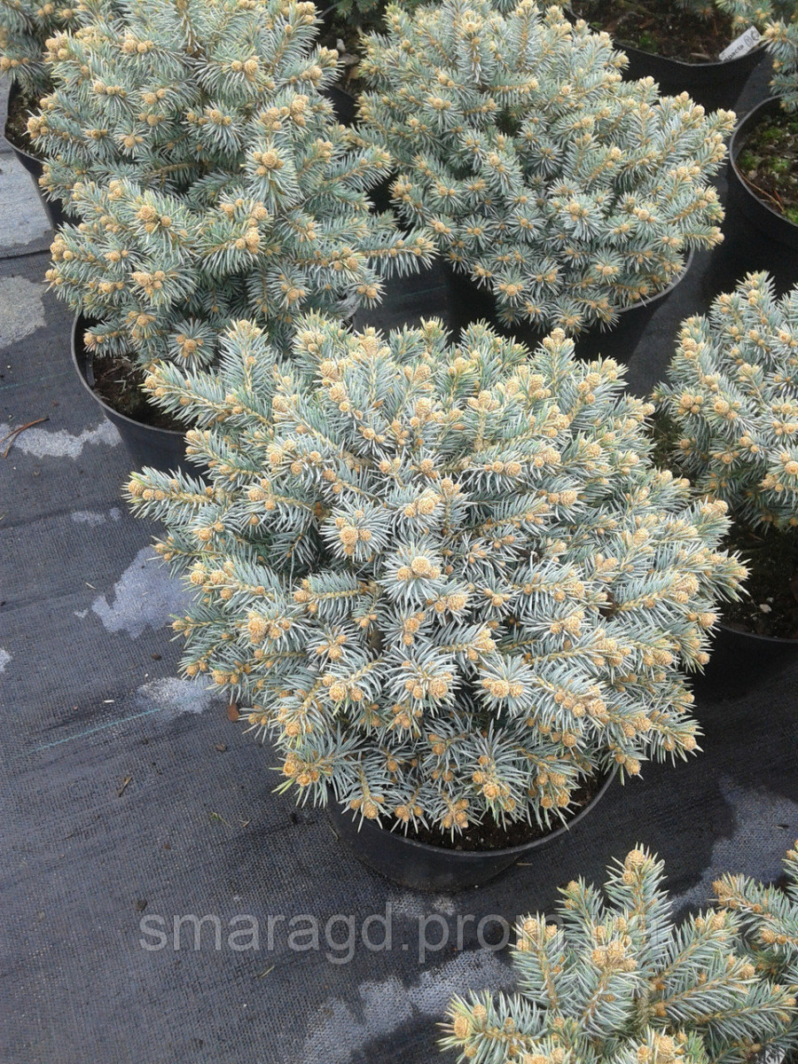 picea20pung20gl20compacta.jpg