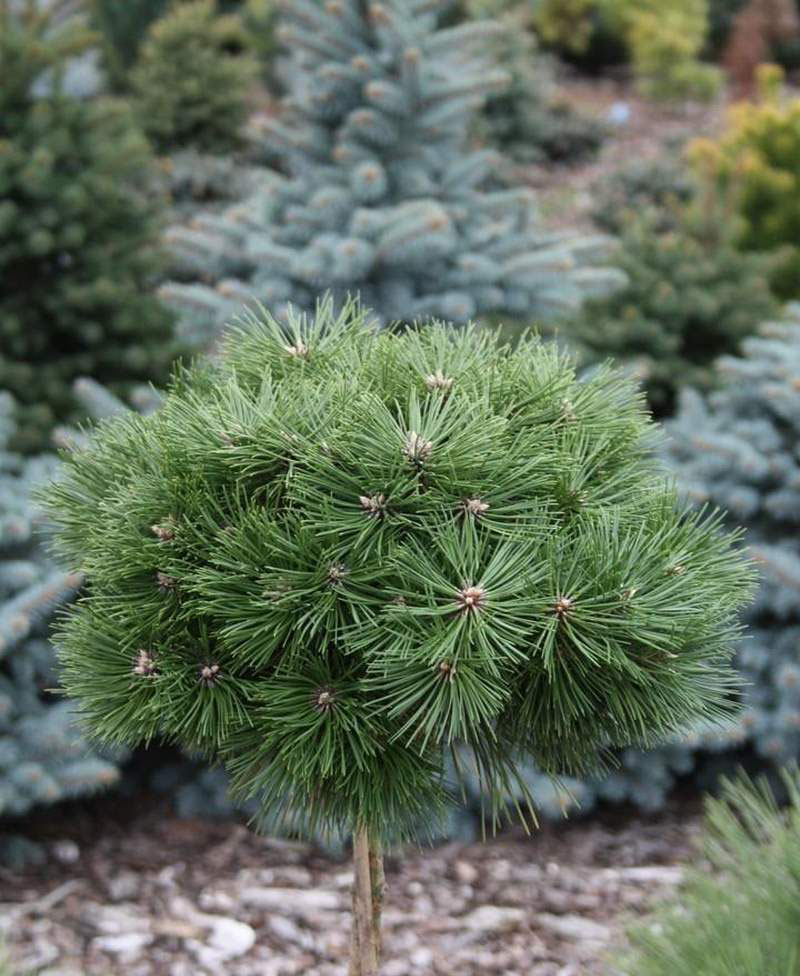 pin-nig-agnes-bregeon-pa.jpg