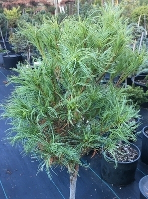 pinus str vercurve