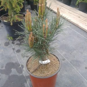 pinus sylvestris Chantry Blue (2)